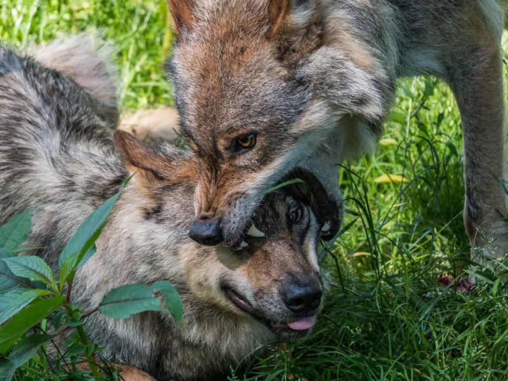 Wolf erzieht anderen Wolf