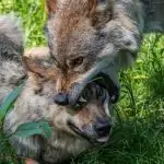 Wolf erzieht anderen Wolf
