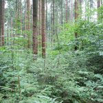 Führung nach Waldumbaumaßnahme
