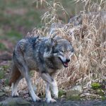 Waldpädagogikzentrum Ostheide Haus Oerrel - Alaskischer Tundrawolf