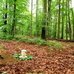 Niedersächsische Landesforsten - Wald