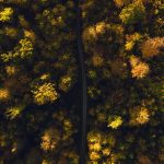 Herbst - Gemäßigte Laub- und Mischwälder