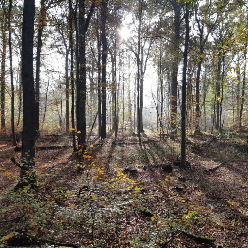 Gemäßigter Nadelwald - Gemäßigte Laub- und Mischwälder