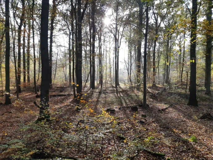 Gemäßigter Nadelwald - Gemäßigte Laub- und Mischwälder