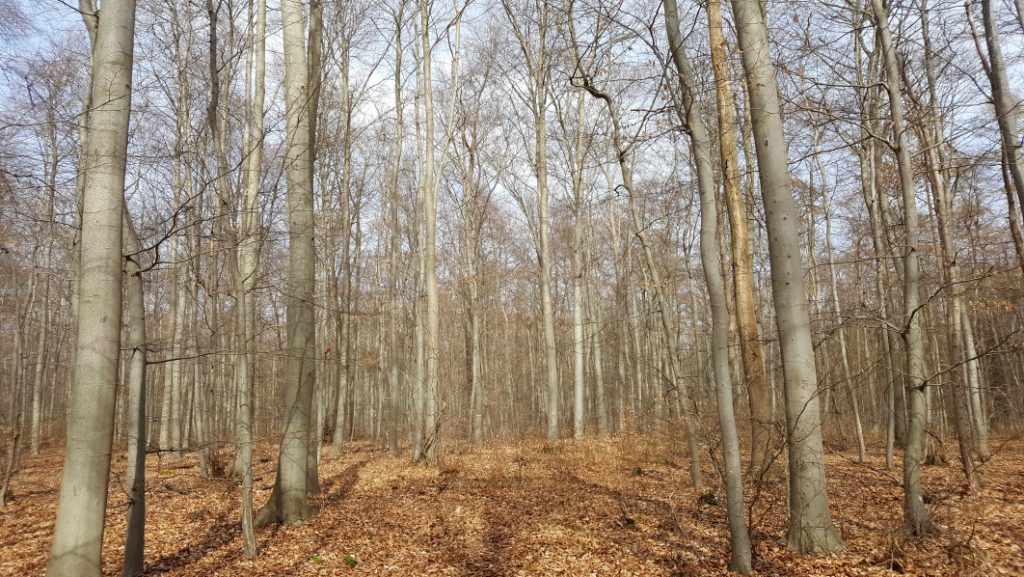 Damaksnis - Gemäßigte Laub- und Mischwälder
