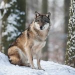 Hunde - Saarloos-Wolfshund