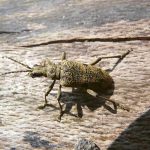 Rüsselkäfer - Insekten