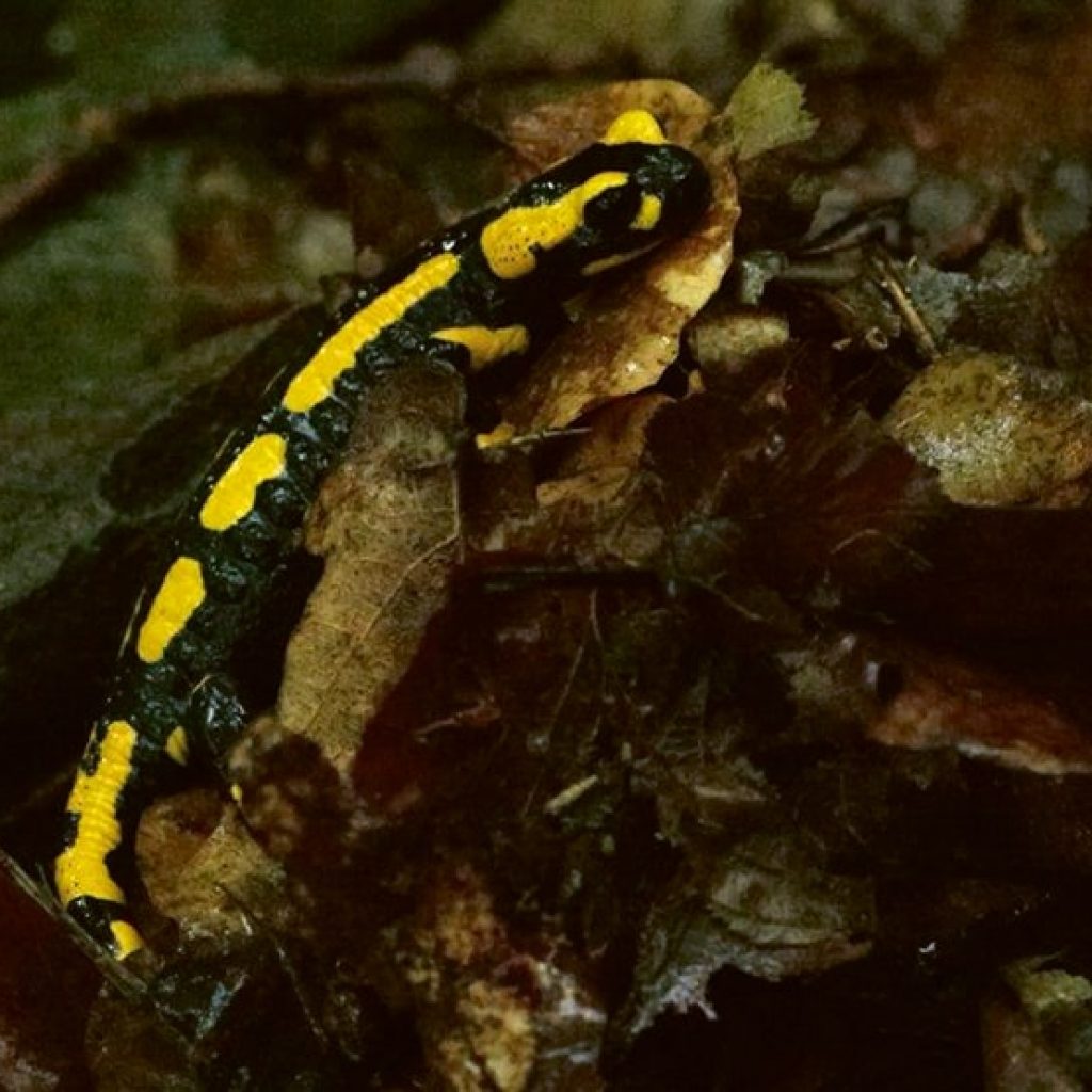Gefleckter Salamander - Feuersalamander