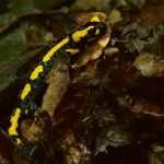 Gefleckter Salamander - Feuersalamander