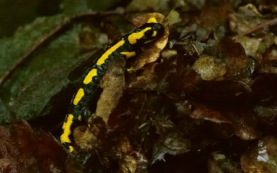 Gefleckter Salamander - Feuersalamander