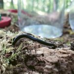 Reptilien - Skalierte Reptilien