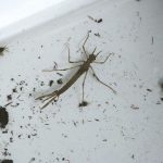 Insekten - Organismus