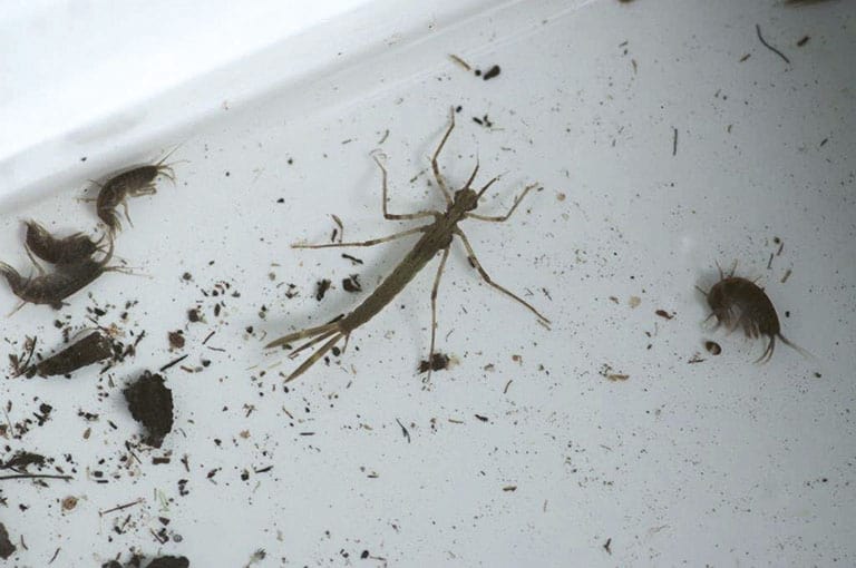 Insekten - Organismus