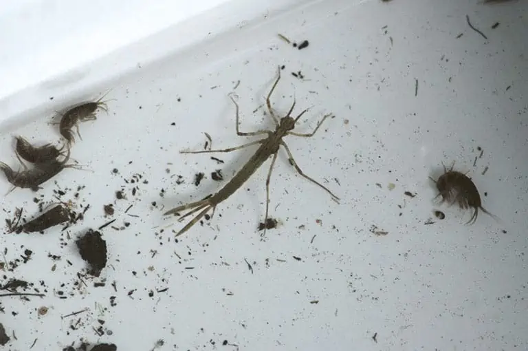Insekten - Organismus