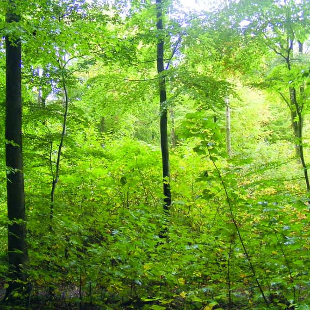 Gemäßigter Nadelwald - Damaxnis