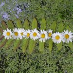 Oxeye-Gänseblümchen - Römische Kamille