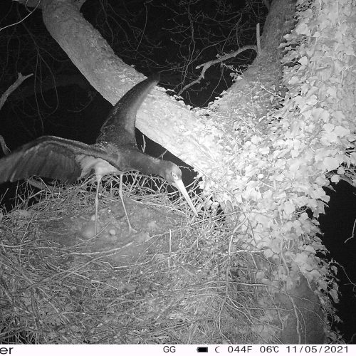 abwehr-eines-waschbaerens- Stockfotografie - Fotografie