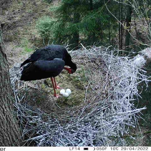 altvogel-mit-gelege Storch - Ökosystem