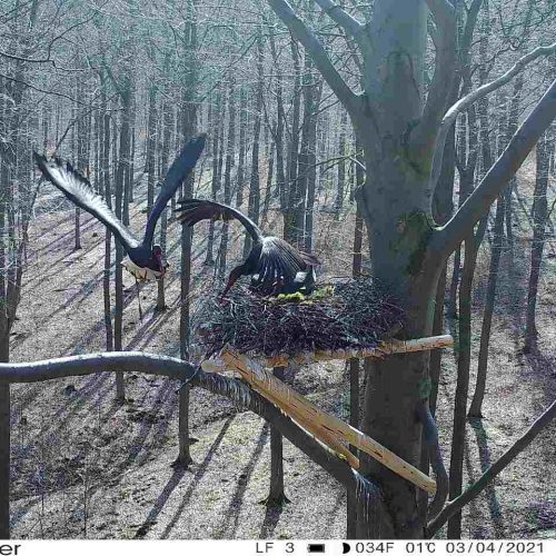 dritter-storch- Wald - Baum