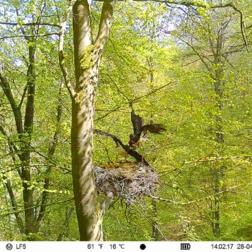heftige-horstkaempfe-und-brutabbruch- Damaxnis - Vegetation
