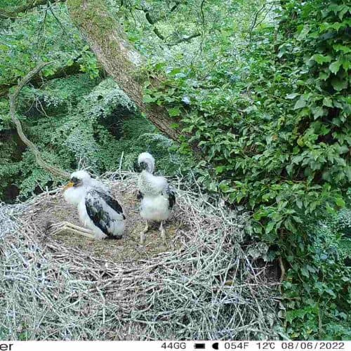 junge-schwarzstoerche-aus-2022 Vögel - Biom