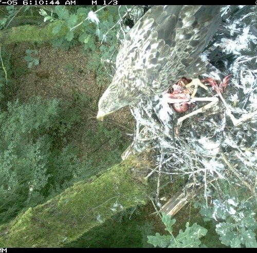 praedation-durch-einen-jungen-seeadler-von-zwei-jungstoerchen-im-sommer-2016-in-der-suedheide-2 Blatt - Biom