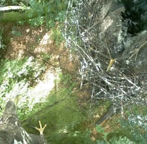 praedation-durch-einen-jungen-seeadler-von-zwei-jungstoerchen-im-sommer-2016-in-der-suedheide Wasser - Vegetation