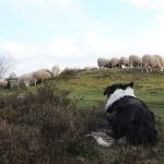 Ziege - Schaf