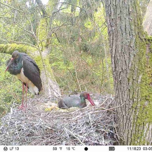 schwarzstorchpaar-bei-der-brut Pflanzengemeinschaft - Vögel