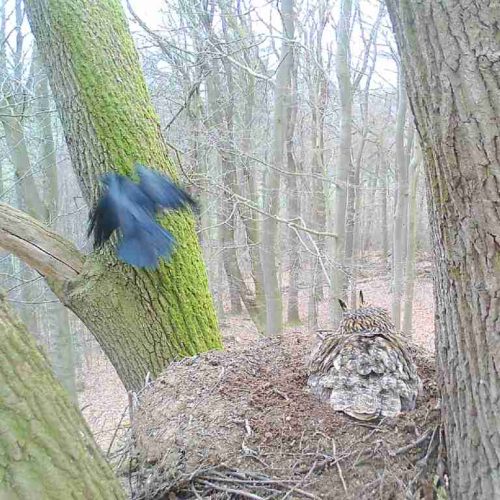 uhu-mit-gast- Vögel - Ökosystem