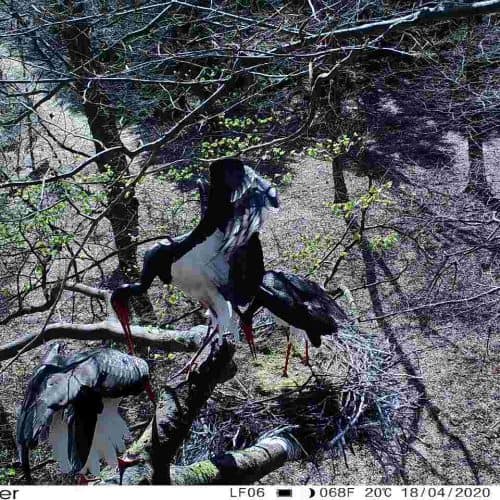 zu-dritt-aufregung- Dschungel m - Baum