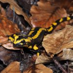 Feuersalamander - Lanzas Alpensalamander