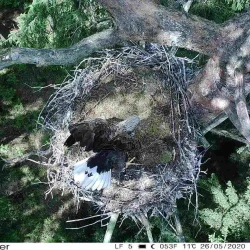 seeadler-auf-schwarzstorch-horst-2023 Urwald - Baum