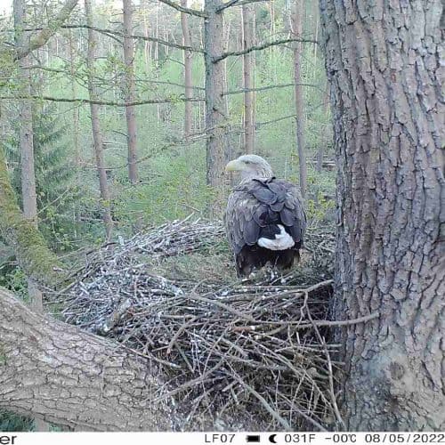 seeadler-stoerung Vögel - Dinosaurier