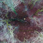 Vegetation - Buschland
