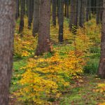 Damaxnis - Gemäßigte Laub- und Mischwälder