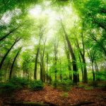 Urwald - Wald