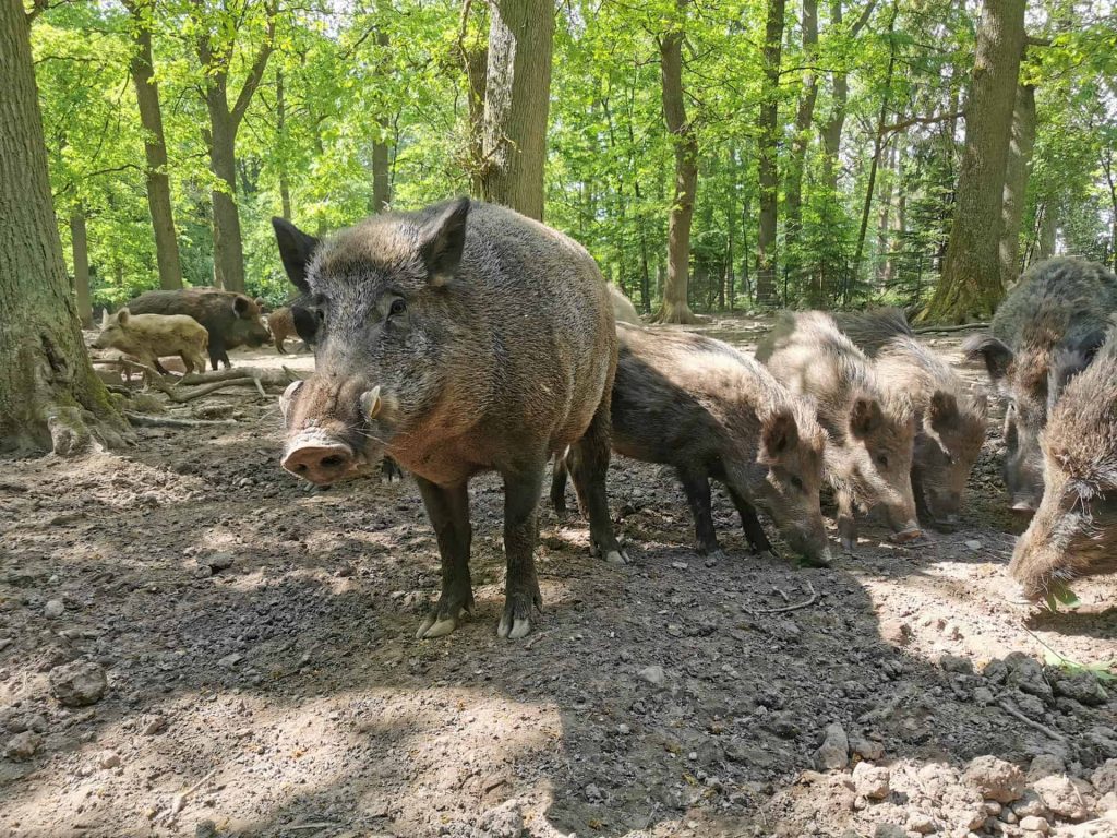 Wildpark Neuhaus - Solling-Vogler Nature Park