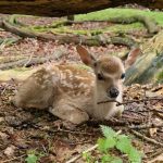 Sikakalb im Wildpark Neuhaus