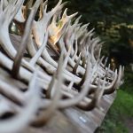 Geweihe im Wildpark Neuhaus