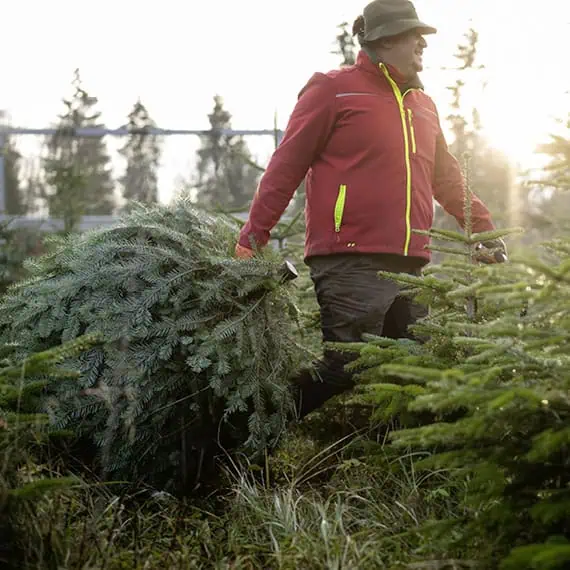 Vom Wald ins Wohnzimmer