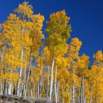 Amerikanische Zitterpappel