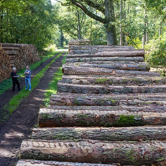 Die Renaissance der Erle