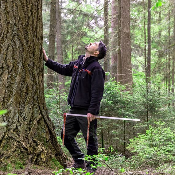 Die Vermessung der Wälder
