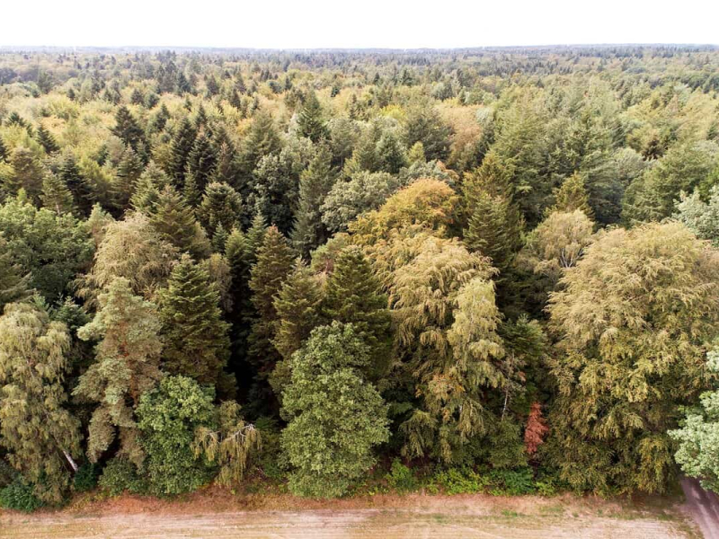 09_nieders.-landesforsten