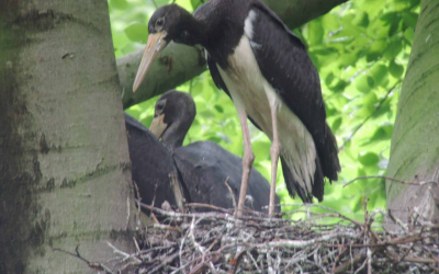 1-westl-boerde-1-belegfoto-juv- Storch - Schwarzstorch