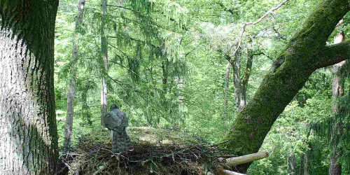 10-elbe-weserdreieck-2-habichtbesuch Gemäßigter Nadelwald - Gemäßigte Laub- und Mischwälder