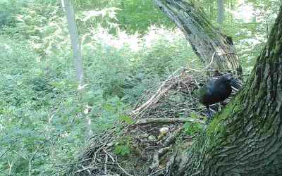 11-goettingen-kolkrabe-findet-nilganseier Biom - Vegetation