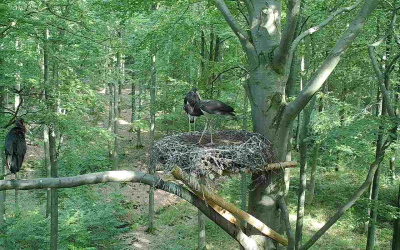 2-westliche-boerde-2-drei-fast-fluegge-jungvoegel Valdivia-Feuchtgebiete - Gemäßigte Laub- und Mischwälder
