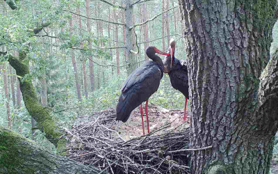 20-wendland-uebersommerndes-paar Urwald - Storch